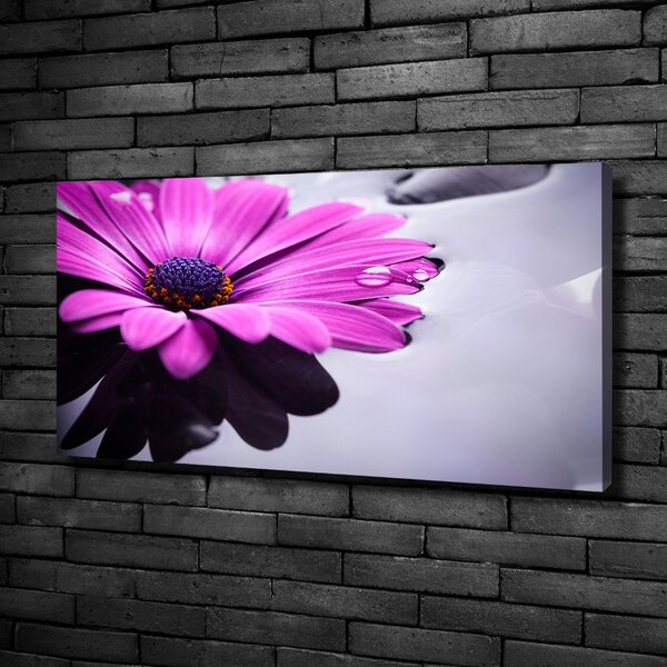 Foto obraz na plátně Gerbera oc-104053300
