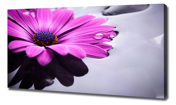 Foto obraz na plátně Gerbera oc-104053300