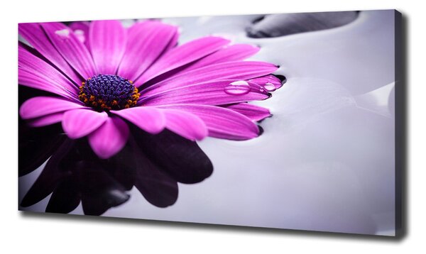 Foto obraz na plátně Gerbera oc-104053300