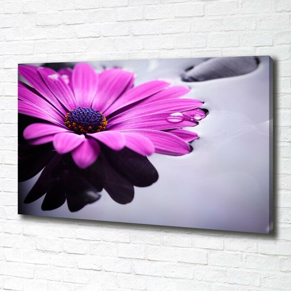 Foto obraz na plátně Gerbera oc-104053300