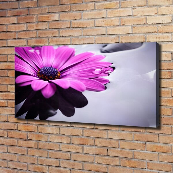 Foto obraz na plátně Gerbera oc-104053300