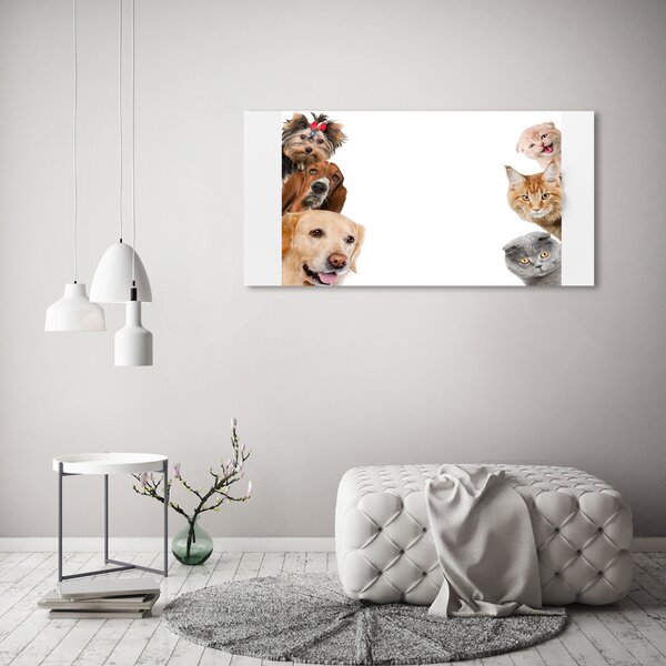 Foto obraz canvas Psy a kočky oc-104206550