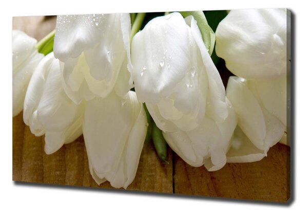 Foto obraz na plátně Bílé tulipány oc-104686883