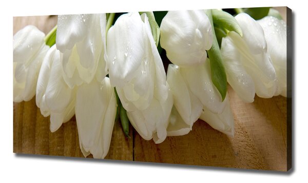 Foto obraz na plátně Bílé tulipány oc-104686883