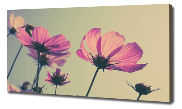 Foto obraz canvas Růžové květiny oc-104707608