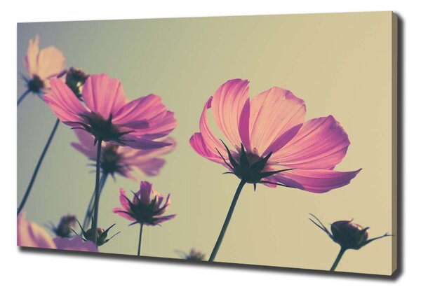 Foto obraz canvas Růžové květiny oc-104707608