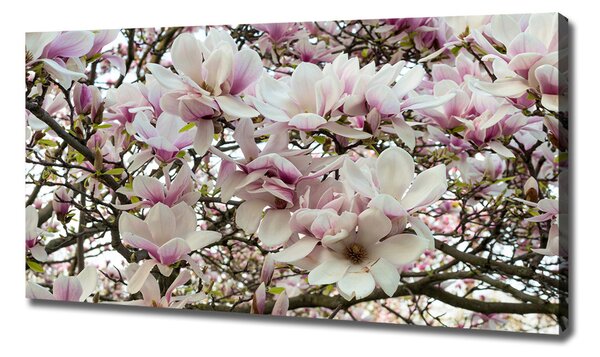 Foto-obraz canvas do obýváku Květiny magnolie oc-107287859