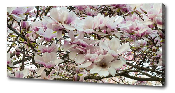 Foto-obraz canvas do obýváku Květiny magnolie oc-107287859