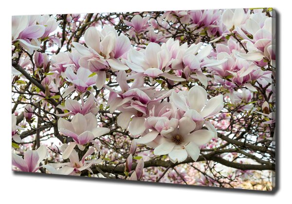Foto-obraz canvas do obýváku Květiny magnolie oc-107287859