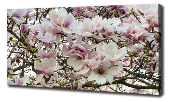 Foto-obraz canvas do obýváku Květiny magnolie oc-107287859