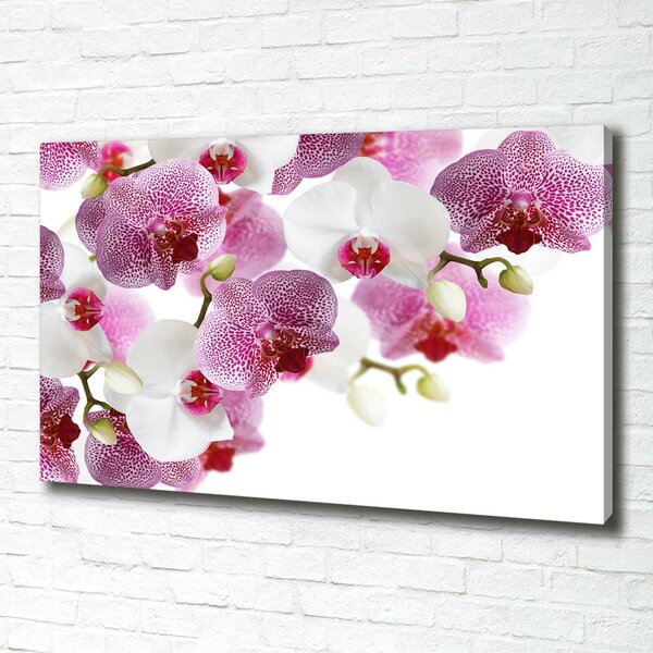 Foto obraz na plátně do obýváku Orchidej oc-107506962
