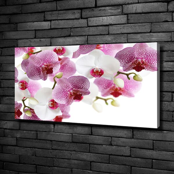 Foto obraz na plátně do obýváku Orchidej oc-107506962