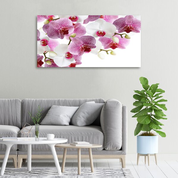 Foto obraz na plátně do obýváku Orchidej oc-107506962
