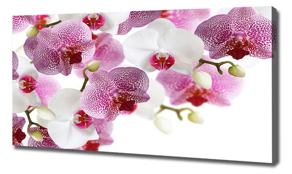 Foto obraz na plátně do obýváku Orchidej oc-107506962