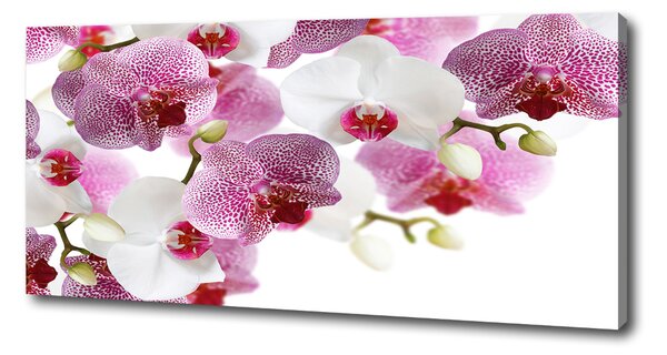 Foto obraz na plátně do obýváku Orchidej oc-107506962