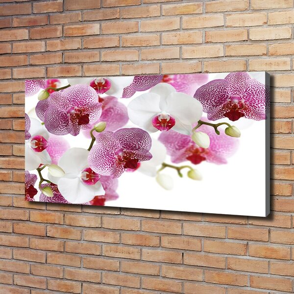 Foto obraz na plátně do obýváku Orchidej oc-107506962