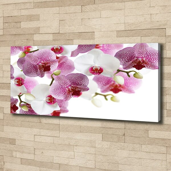 Foto obraz na plátně do obýváku Orchidej oc-107506962