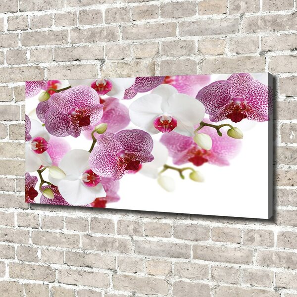 Foto obraz na plátně do obýváku Orchidej oc-107506962