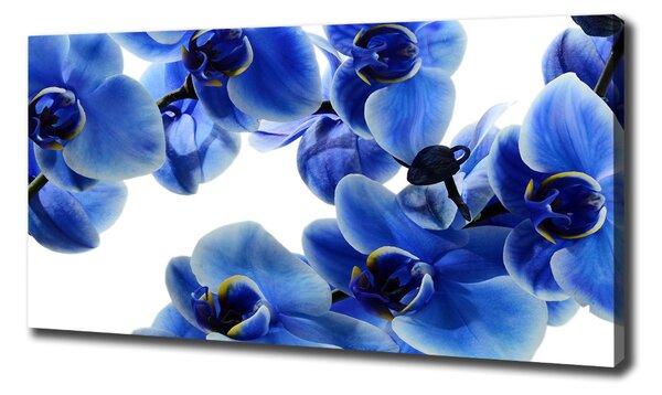 Foto obraz na plátně do obýváku Modrná orchidej oc-108719239