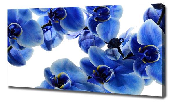 Foto obraz na plátně do obýváku Modrná orchidej oc-108719239