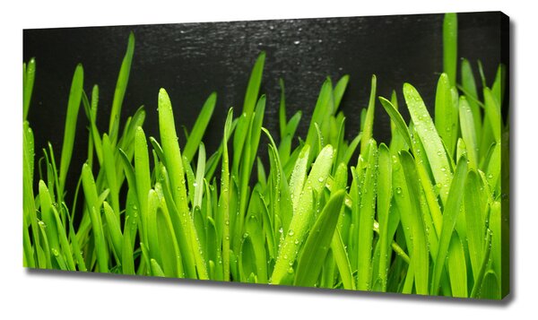 Foto obraz canvas Tráva oc-108879645