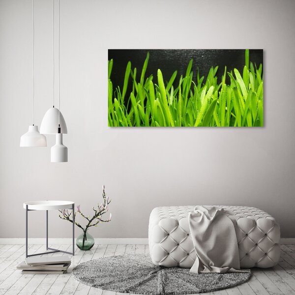 Foto obraz canvas Tráva oc-108879645