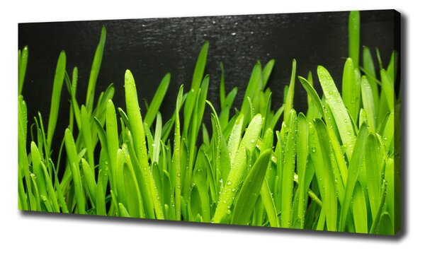 Foto obraz canvas Tráva oc-108879645
