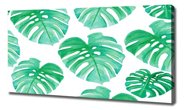 Foto obraz na plátně Monstera oc-108948322