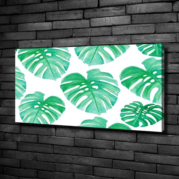 Foto obraz na plátně Monstera oc-108948322