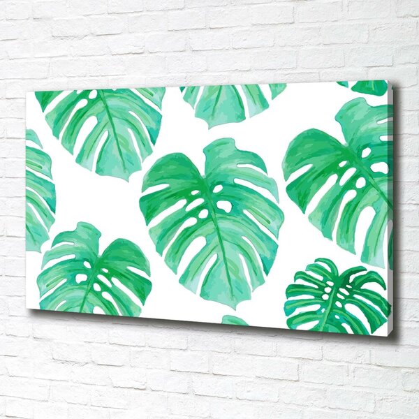 Foto obraz na plátně Monstera oc-108948322