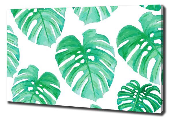 Foto obraz na plátně Monstera oc-108948322