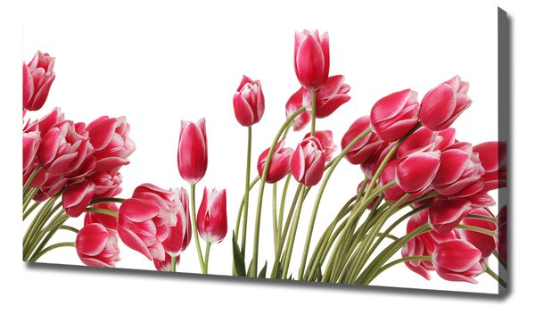Foto obraz na plátně Červené tulipány oc-109710799