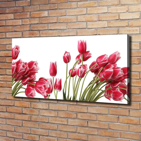 Foto obraz na plátně Červené tulipány oc-109710799