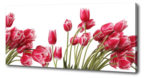Foto obraz na plátně Červené tulipány oc-109710799