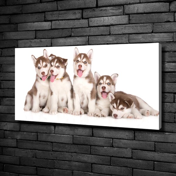 Foto obraz na plátně Štěňata Husky oc-110309501