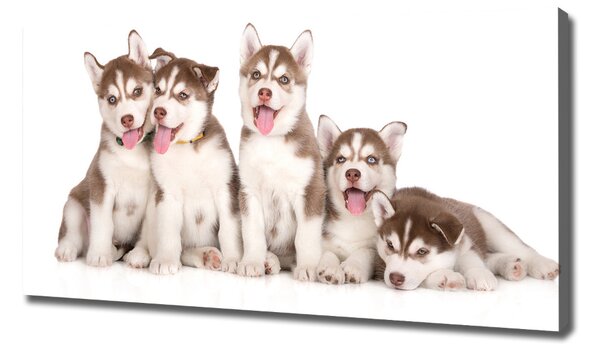 Foto obraz na plátně Štěňata Husky oc-110309501
