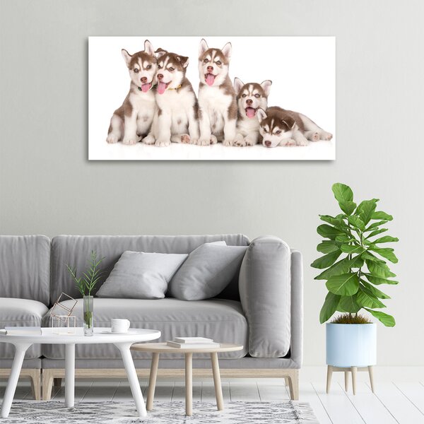 Foto obraz na plátně Štěňata Husky oc-110309501