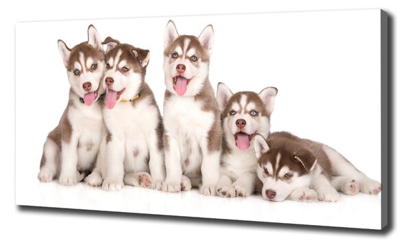 Foto obraz na plátně Štěňata Husky oc-110309501