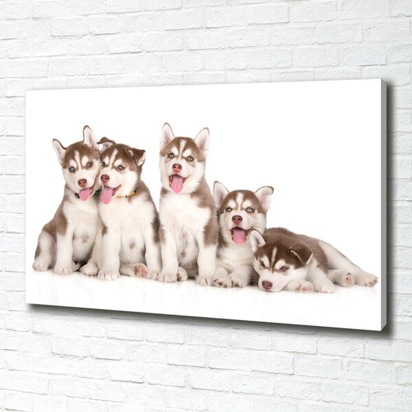 Foto obraz na plátně Štěňata Husky oc-110309501