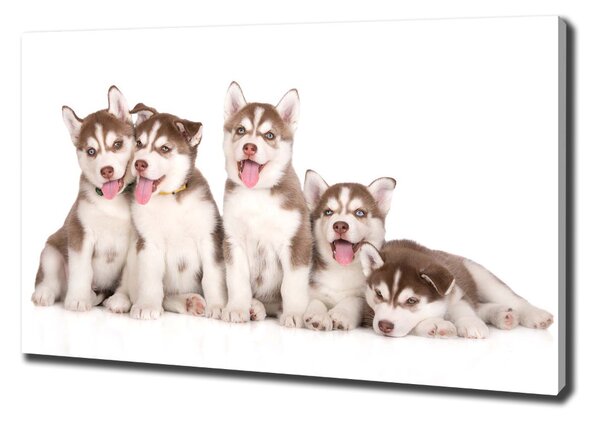 Foto obraz na plátně Štěňata Husky oc-110309501