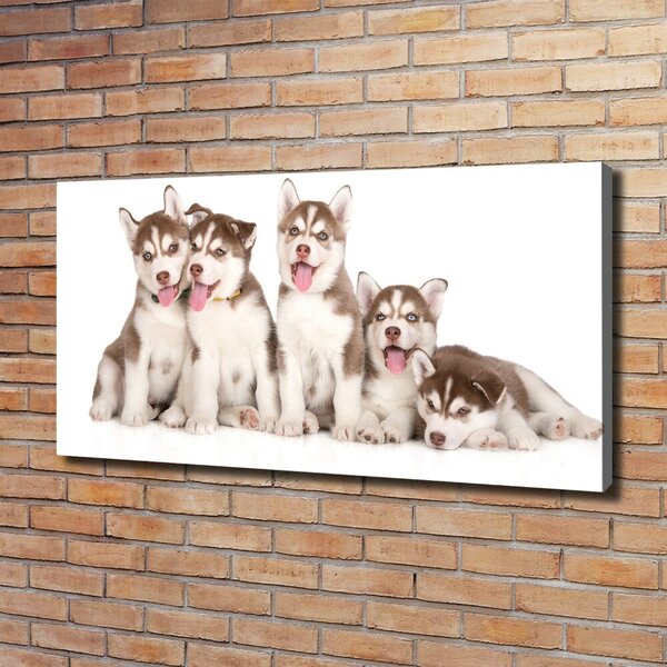 Foto obraz na plátně Štěňata Husky oc-110309501