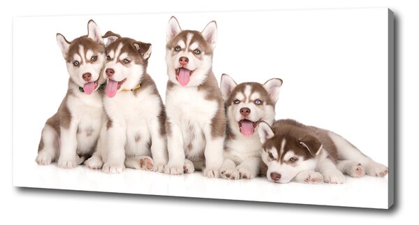 Foto obraz na plátně Štěňata Husky oc-110309501