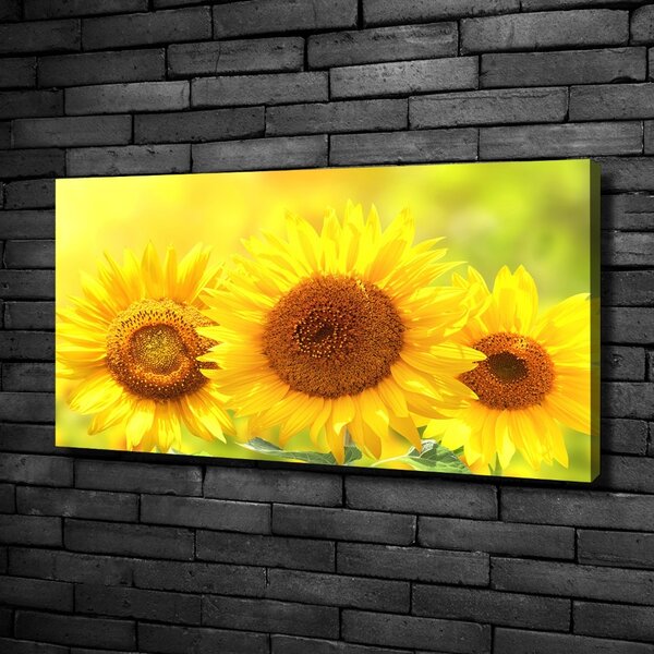 Moderní fotoobraz canvas na rámu Slunečníky oc-110835200