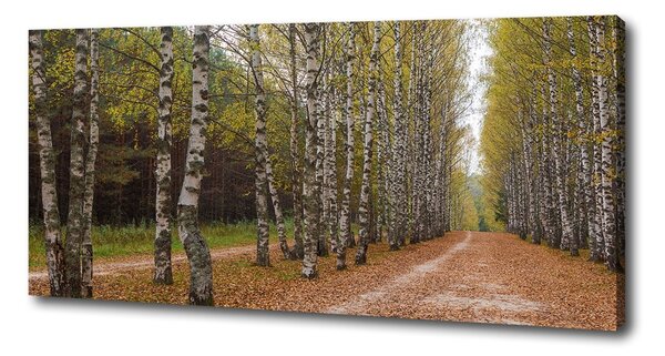 Foto obraz na plátně Alej bříz oc-111097387