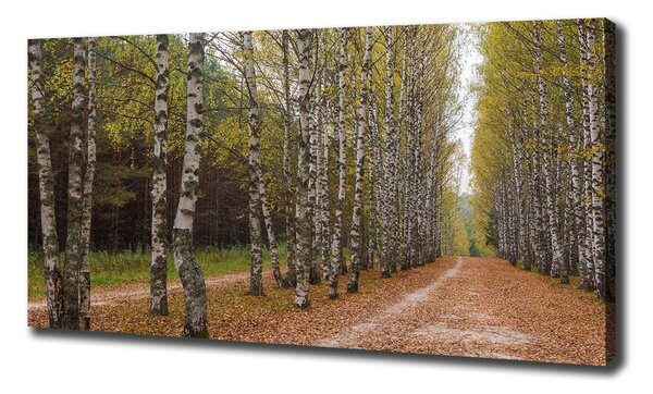 Foto obraz na plátně Alej bříz oc-111097387