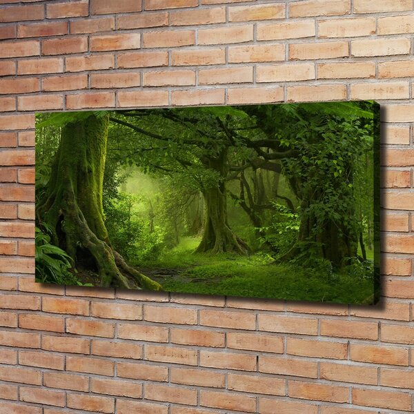 Foto obraz na plátně Tropická džungle oc-112054688