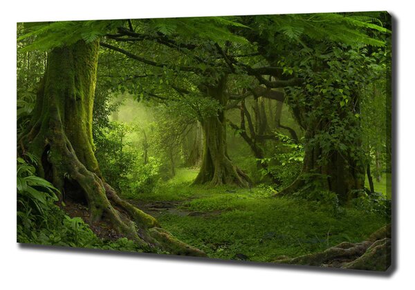 Foto obraz na plátně Tropická džungle oc-112054688