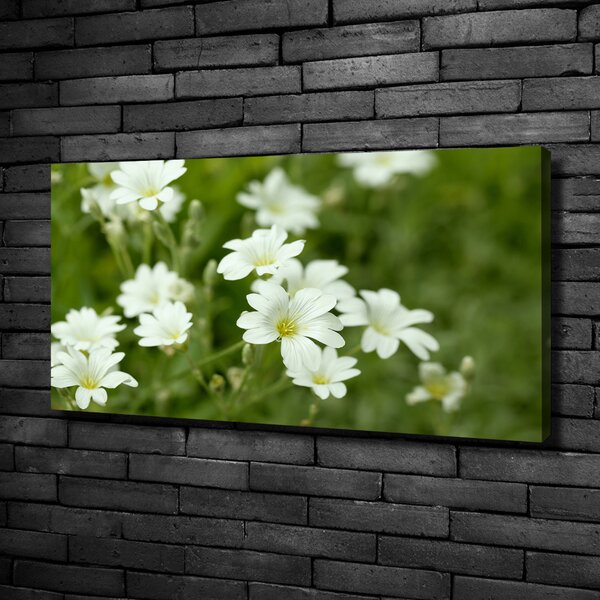 Foto obraz canvas Jarní květiny oc-112767766