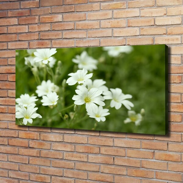 Foto obraz canvas Jarní květiny oc-112767766