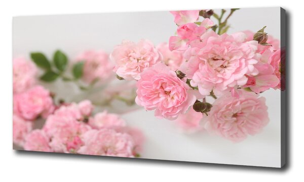 Moderní fotoobraz canvas na rámu Divoké růže oc-113333755